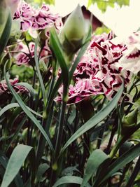 Close-up of pink flowers blooming outdoors