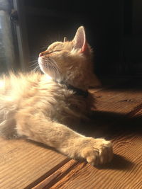 Close-up of cat