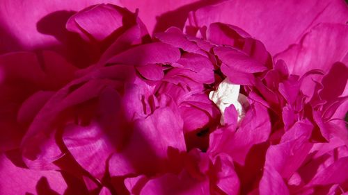 Close-up of pink roses