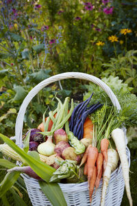 Vegetables in basket