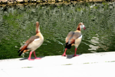 View of ducks in lake