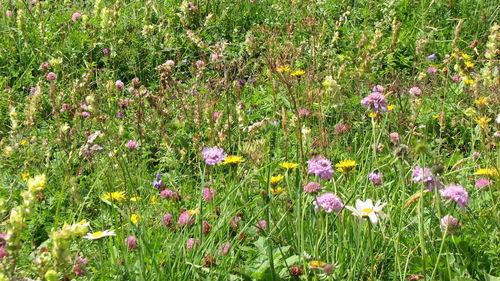 View of flowers growing in field