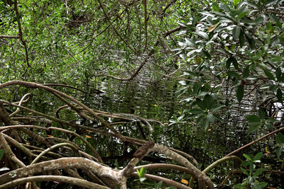 Low angle view of trees in forest