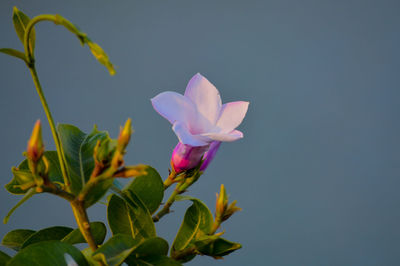 Close-up of pink flowering plant against blue sky