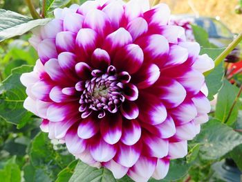 Close-up of dahlia blooming outdoors