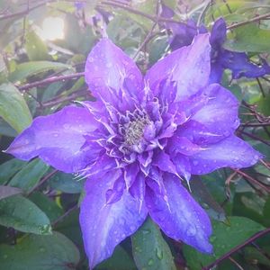 Close-up of purple flowers