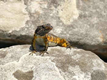 Close-up of lizard on rock