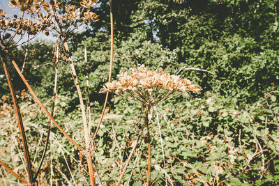 Close-up of wildflowers in forest