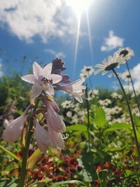 Close-up of white flowering plant against sky