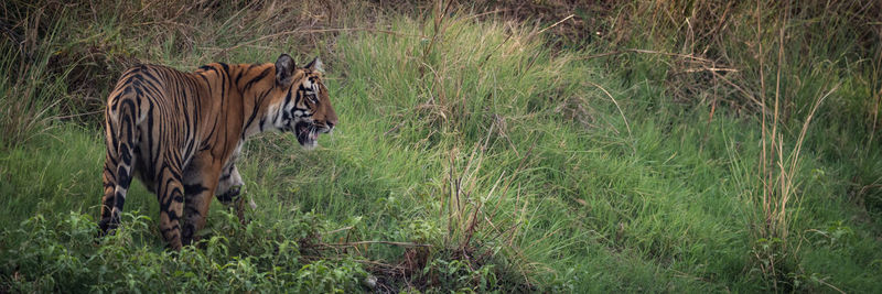 Tiger looking away in the wild