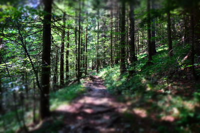 Trees in forest