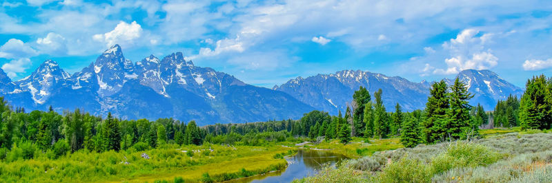 Panoramic view of pine trees against sky