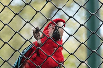 Close-up of bird in cage at zoo