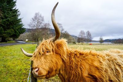 Close-up of sheep on field against sky