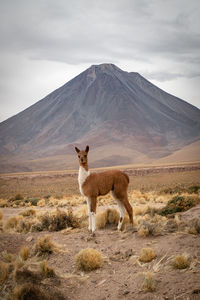 Llama against volcanic landscape