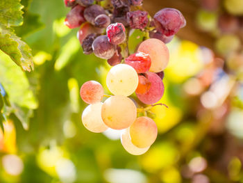 Close-up of grapes growing on tree