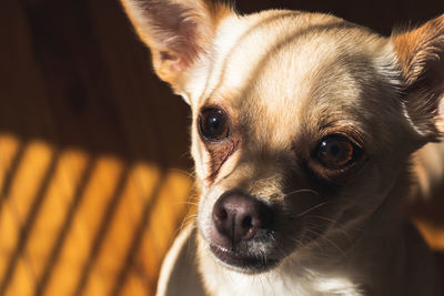 Close-up portrait of a dog