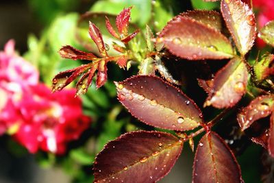Close-up of wet red flowers