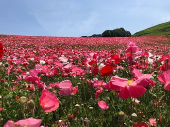 Pink flowering plants on field against sky