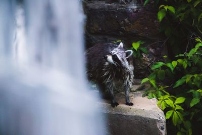 View of a raccoon