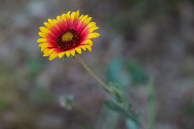 Close-up of yellow flowering plant