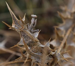 Close-up of dry plant