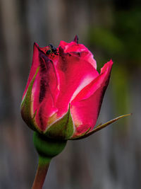 Close-up of pink rose flower