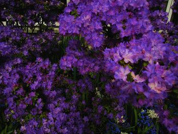 Close-up of purple flowers