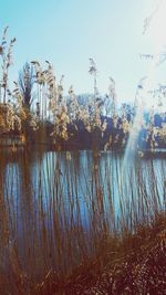 Reflection of trees in water