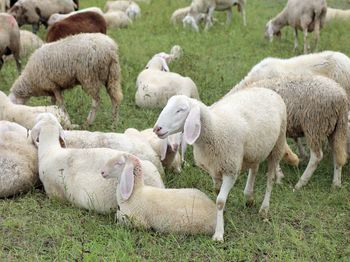 Sheep grazing in a field