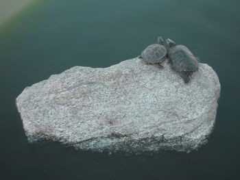 High angle view of turtles on rock in lake