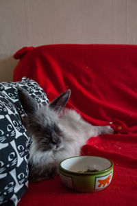 Cat sleeping on bed