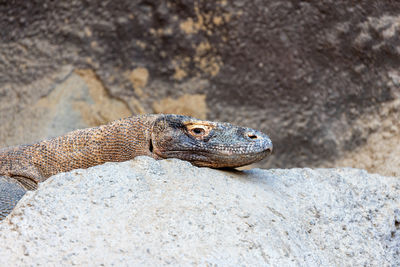 Close-up of lizard on rock