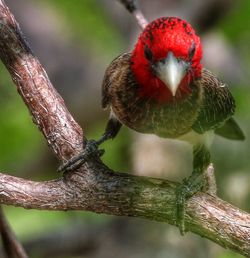 Close-up of bird perching on branch