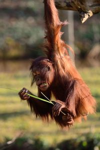 Close-up of orangutan