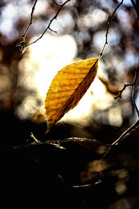 Close-up of dry leaf