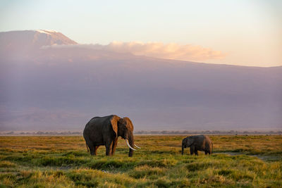 Elephants on field against sky during sunset