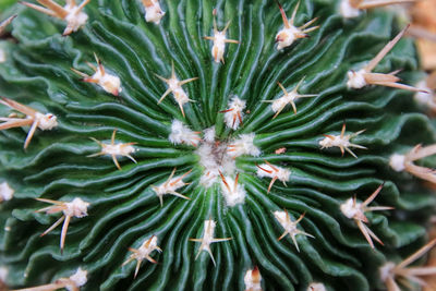 Full frame shot of succulent plants