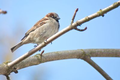 Low angle view of bird perching on tree against sky