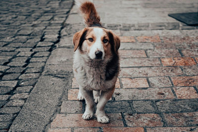 Dogs standing on footpath