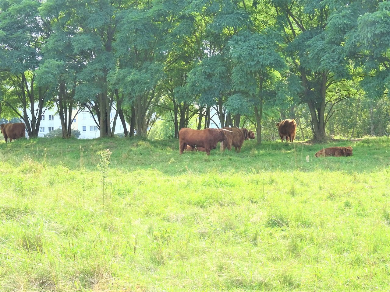 HORSES IN THE FIELD