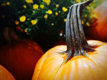 Close-up of pumpkin