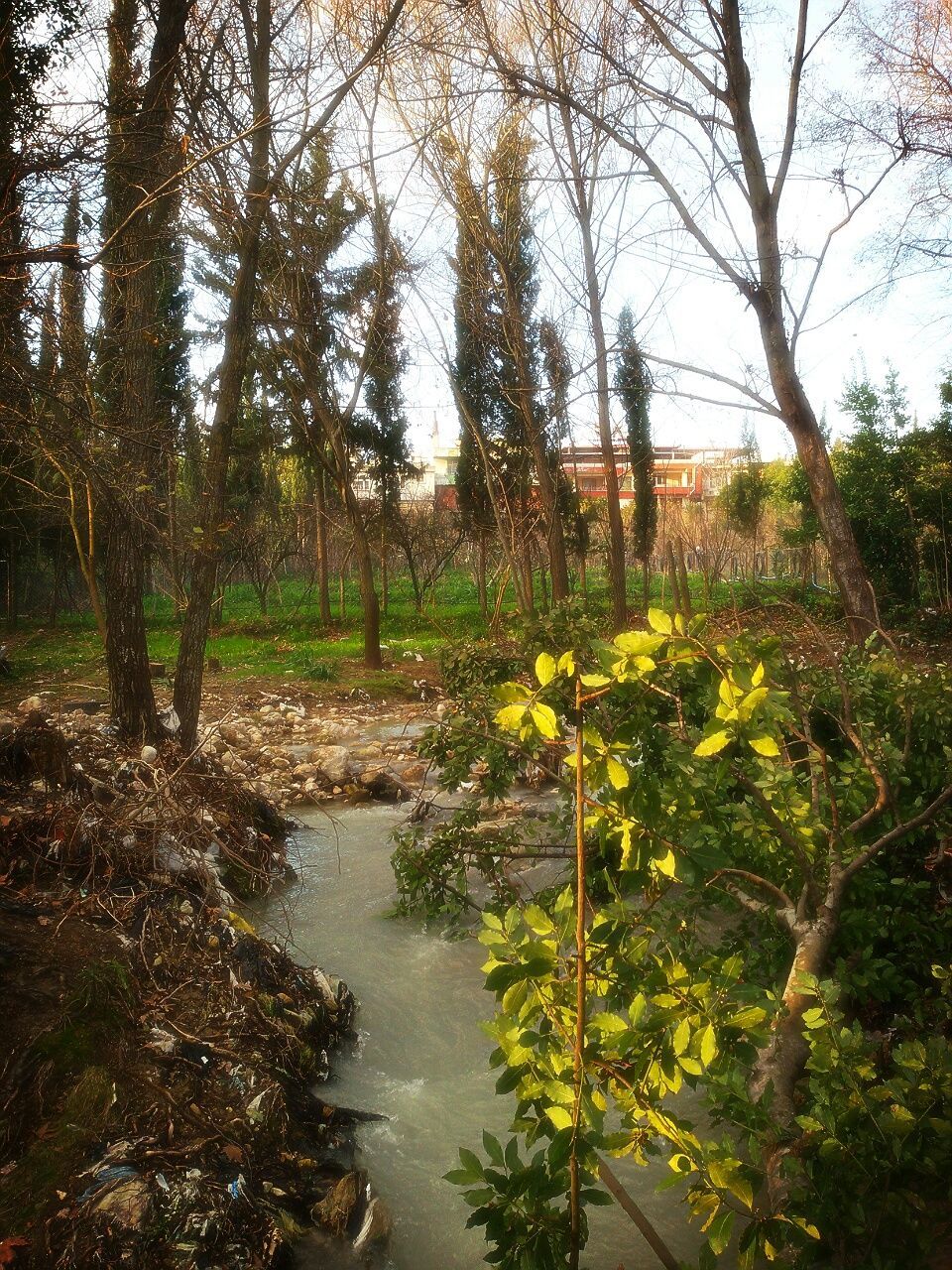 tree, tranquility, water, tranquil scene, growth, beauty in nature, nature, scenics, plant, branch, lake, day, river, idyllic, tree trunk, non-urban scene, sunlight, outdoors, no people, forest