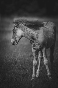 View of horse on field