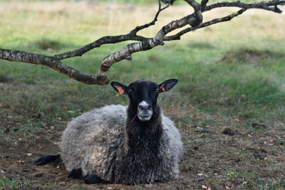 Close-up portrait of sheep on field
