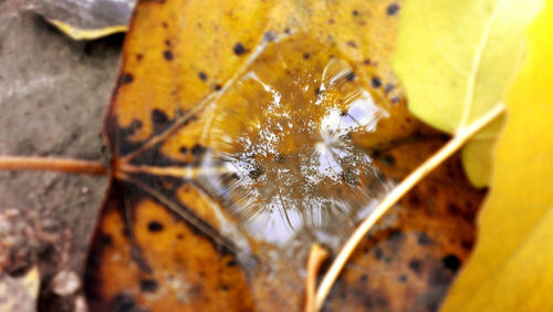 Close-up of leaves