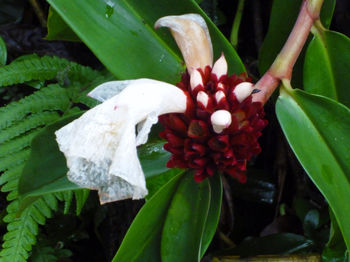 Close-up of red flowers blooming outdoors