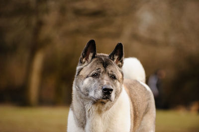 Close-up of japanese akita looking away