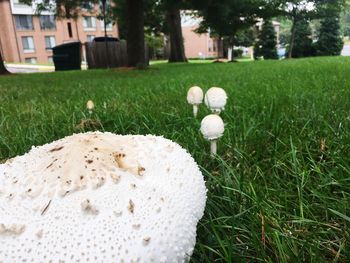 Close-up of mushroom growing on field