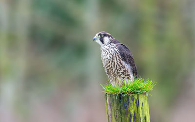 Peregrin falcon, falco peregrinus, perched on a fence post.